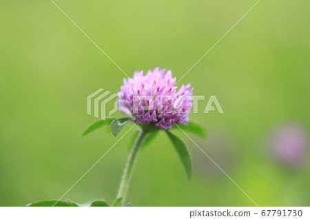 Red clover (red sward) grass flower 67791730