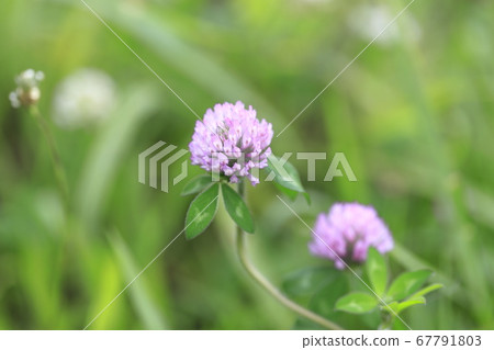 Red clover (red sward) grass flower Red clover (red sward) grass flower 67791803