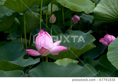 一朵蓮花 一朵蓮花 67791838