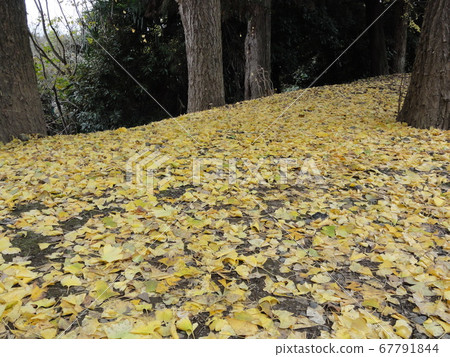 Ginkgo bunches Namiki fallen leaves Ginkgo bunches Namiki fallen leaves 67791844