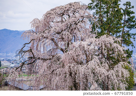[Nagano Prefecture] Spring of Azumino Old trees of weeping cherry 67791850