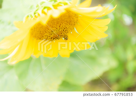 一隻蜜蜂 一隻蜜蜂 67791853