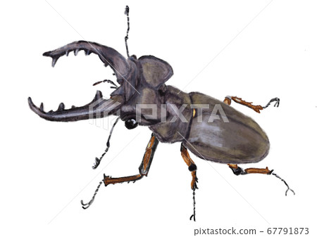 高砂深山鍬形蟲 插圖素材 圖庫