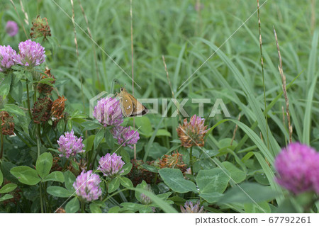 Flowers and cetera 67792261
