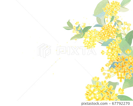 金木犀 图库插图