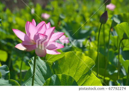 Oga lotus flower shining against the sun Oga lotus flower shining against the sun 67792274