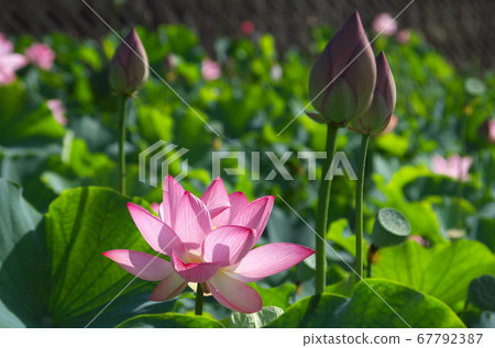 男鹿蓮花在背光中閃耀(背景中的芽) 男鹿蓮花在背光中閃耀(背景中的芽) 67792387