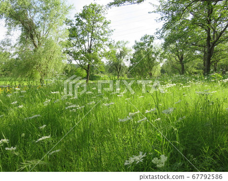 時令的白色香菜花盛開的北柏古鄉公園的風景 67792586