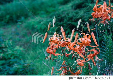 Rainy season light rain yuri Rainy season light rain yuri 67792671