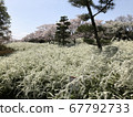 Yukiyanagi和櫻花 67792733