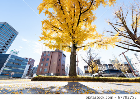 秋天的樹葉 67792755