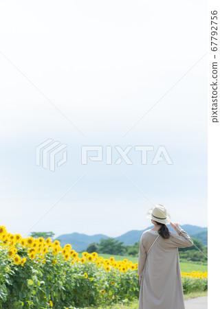 Sunflower field 67792756