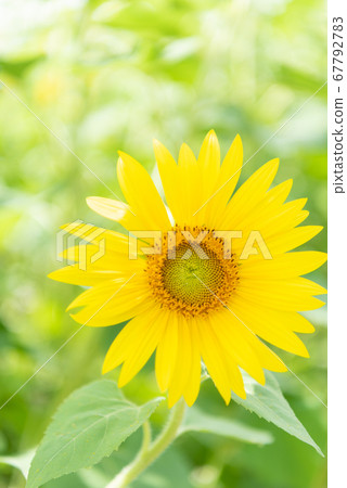 Sunflower 67792783