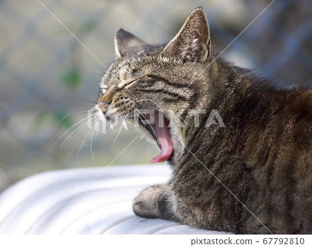 Large yawn (side profile) of Kijitra Large yawn (side profile) of Kijitra 67792810