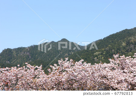 Ohara's Yaezakura and Mt. Kinpira 67792813