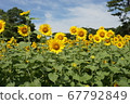 sunflower	 67792849