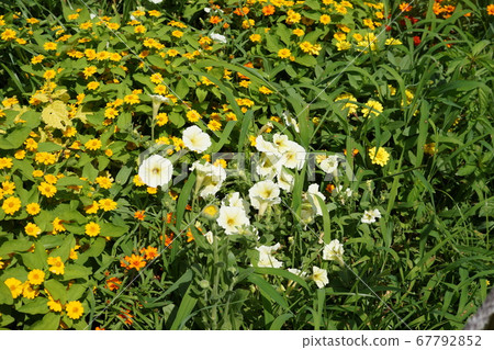 Small flowers Small flowers 67792852