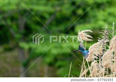 Flight scene of a Kingfisher flying with reeds in the background 67792893