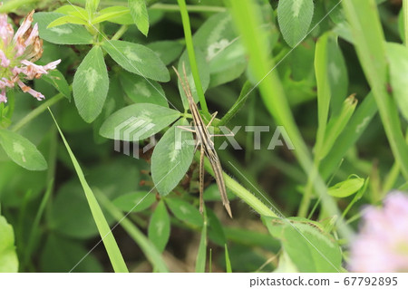Ginger grasshopper perching on red clover 67792895
