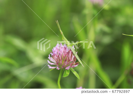 Ginger grasshopper perching on red clover 67792897