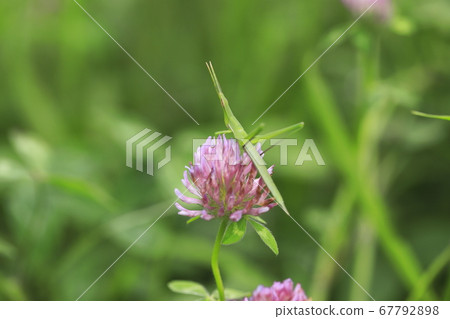 Ginger grasshopper perching on red clover 67792898