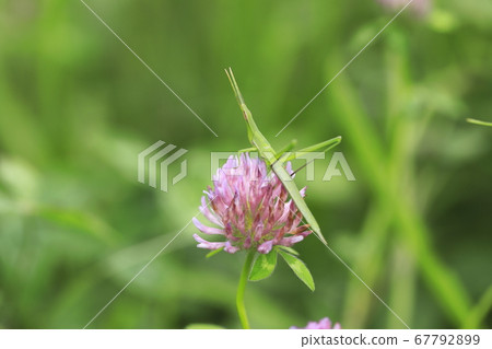 Ginger grasshopper perching on red clover Ginger grasshopper perching on red clover 67792899