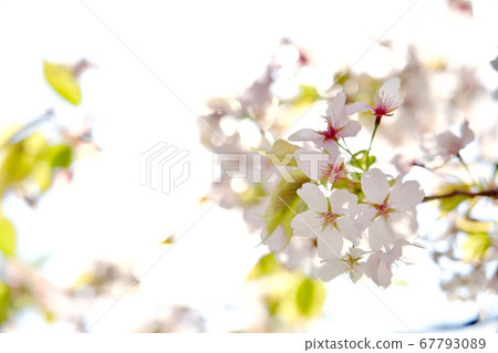 光中的櫻花(副本空間) 光中的櫻花(副本空間) 67793089