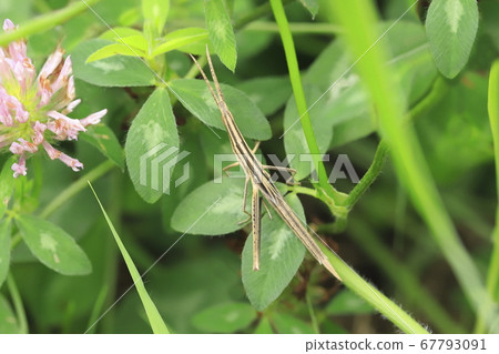 Ginger grasshopper perching on red clover Ginger grasshopper perching on red clover 67793091