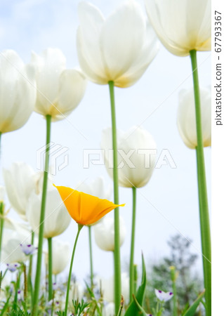 鬱金香 67793367
