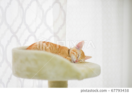 A cute kitten of a brown tiger that sleeps deeply in a cat tower A cute kitten of a brown tiger that sleeps deeply in a cat tower 67793438