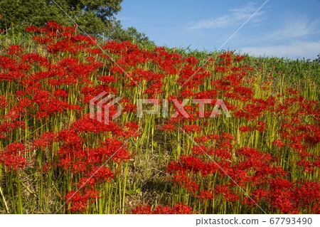 Cluster amaryllis on the river bank of Hoshoji Temple 67793490