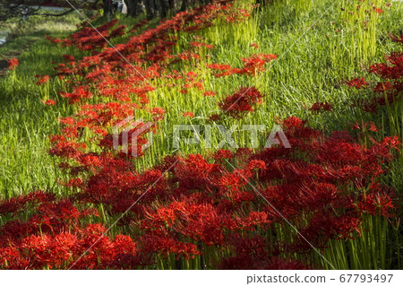 Cluster amaryllis on the river bank of Hoshoji Temple 67793497