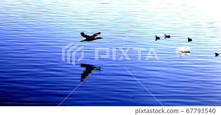Cormorant Flight 8 Cormorant Flight 8 67793540