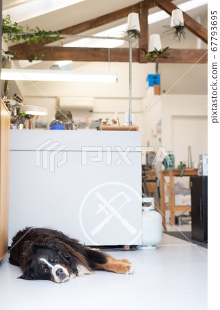 狗狗 狗狗 67793695