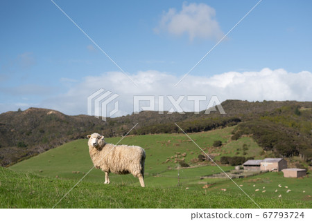 A sheep 67793724