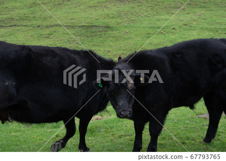 Cow  67793765