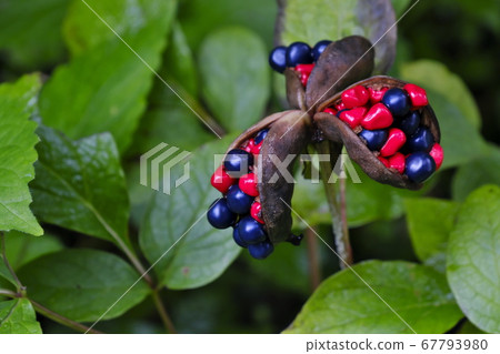 Yamax牡丹果 67793980