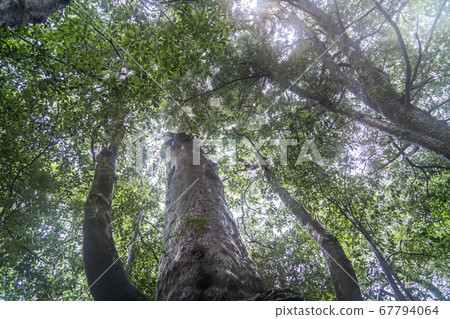 Cedars of Shiratani Cloud Water Gorge 67794064
