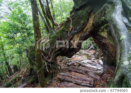 Cedars of Shiratani Cloud Water Gorge 67794065