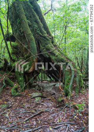 白谷雲水峽的第二代挖雪松 67794162