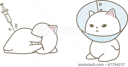 Vaccinated cats and Elizabeth collard cats 67794257