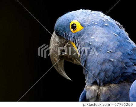 Violet macaw 67795299