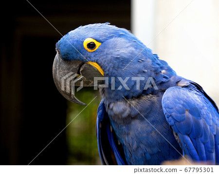 Violet macaw 67795301