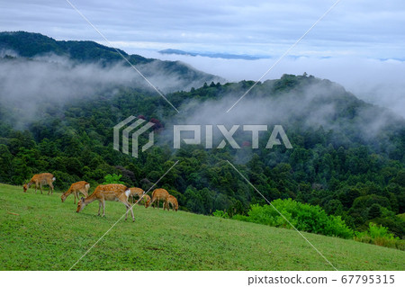 Mount Wakakusa, Deer and Sea of Clouds (Nara City) 67795315