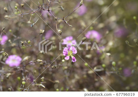 Wall gypsophila Wall gypsophila 67796019