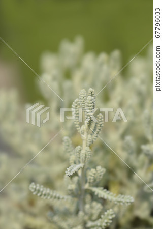 Cypress lavender cotton Cypress lavender cotton 67796033