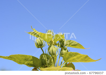 Hardy hibiscus 67796037