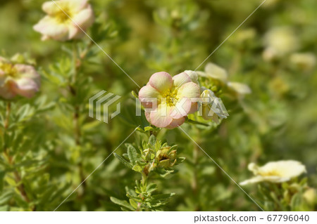 Shrubby Cinquefoil Bella Apple 67796040