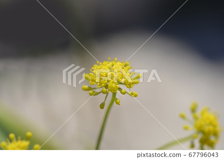 Common fennel 67796043