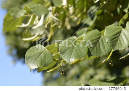 Broad-leaved lime 67796045
